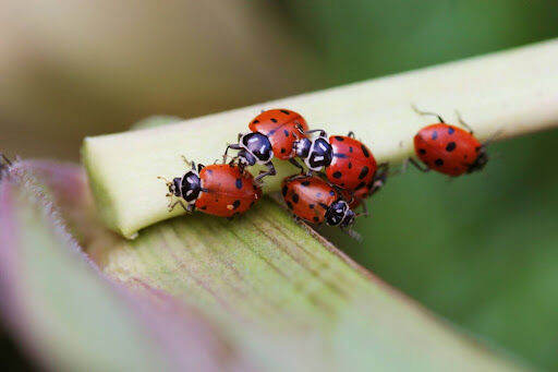 Pest Control Strategies for Grow Tent Gardens